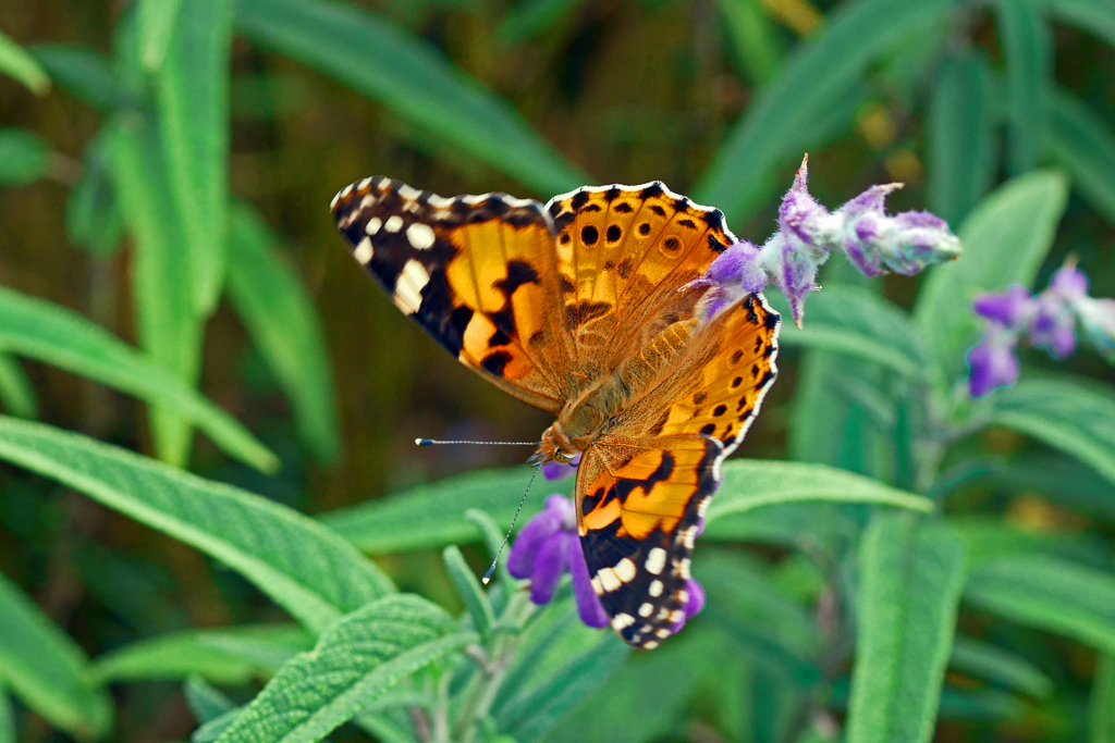 サルビアとヒメアカタテハ 　P1250379zz