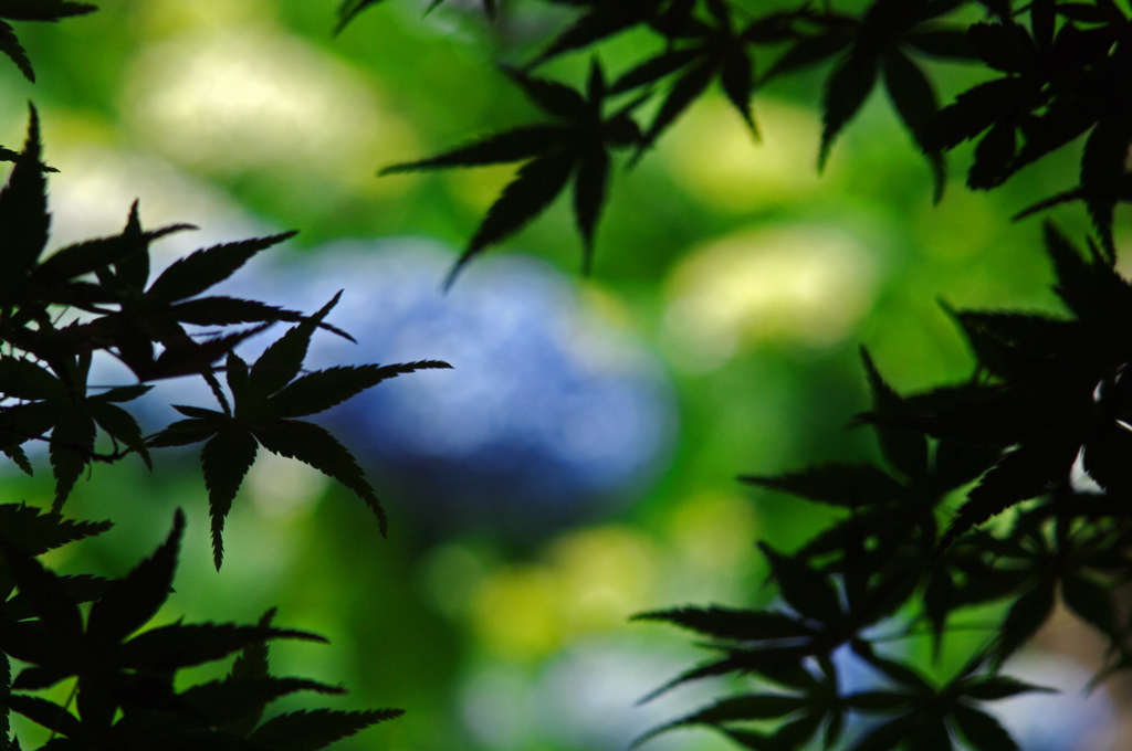 紫陽花と青紅葉　IMGP8243zz