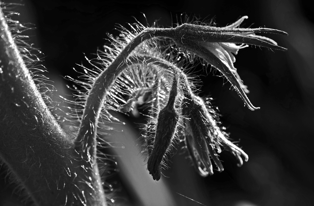 無彩 うぶげ　P1180300zz