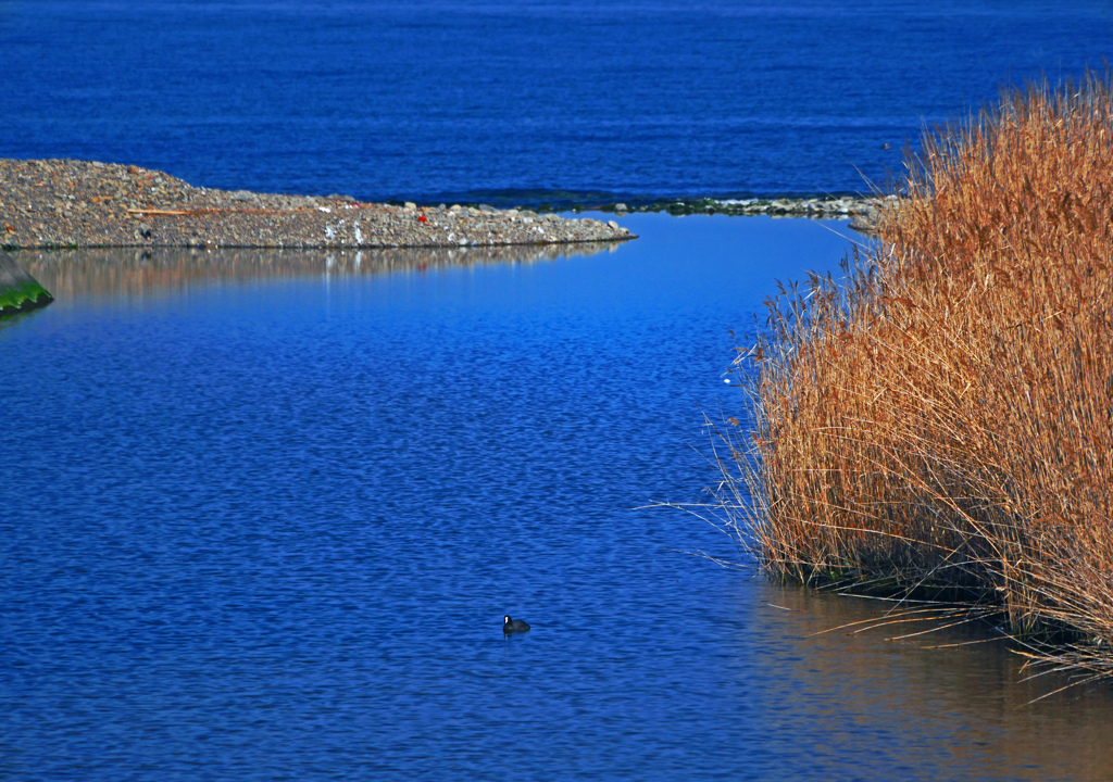 オオバンが泳ぐ河口　P1090107z