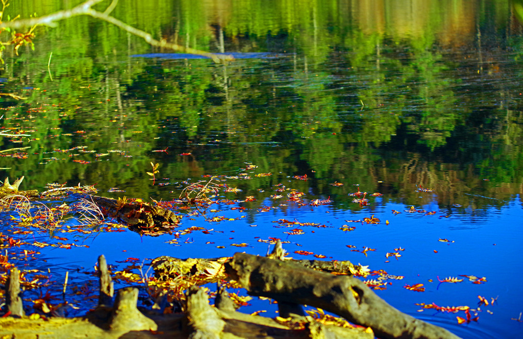 晩秋の白駒池　IMGP4370zz