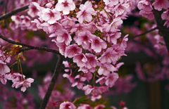 民家の庭で咲く桜　P1340741zz