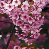 民家の庭で咲く桜　P1340741zz