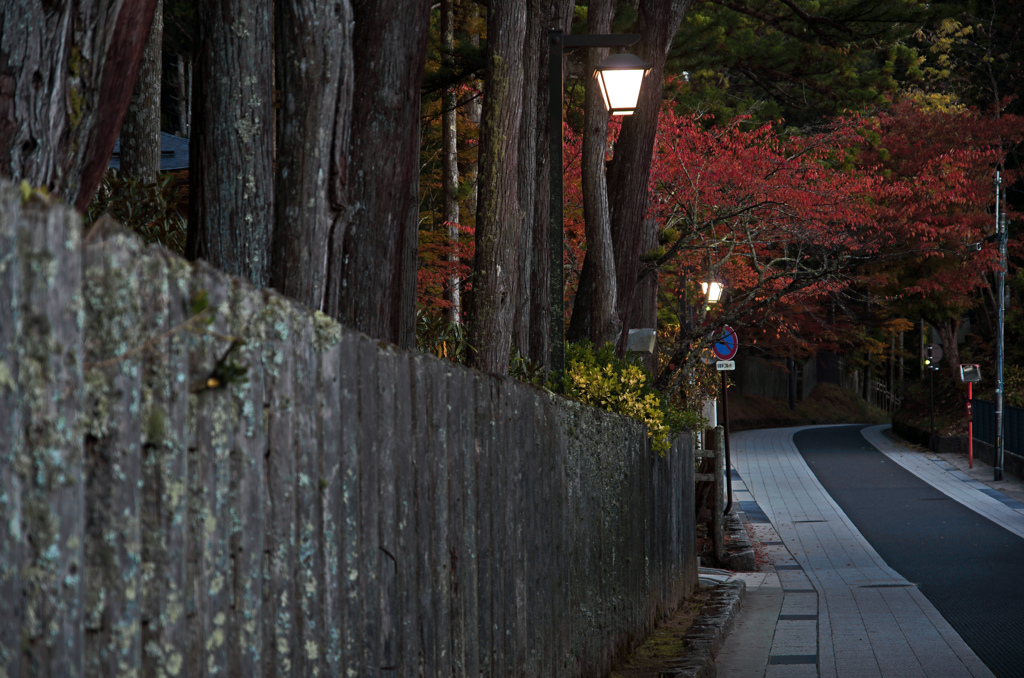 瑞垣が続く早朝の参道　IGP7643zz