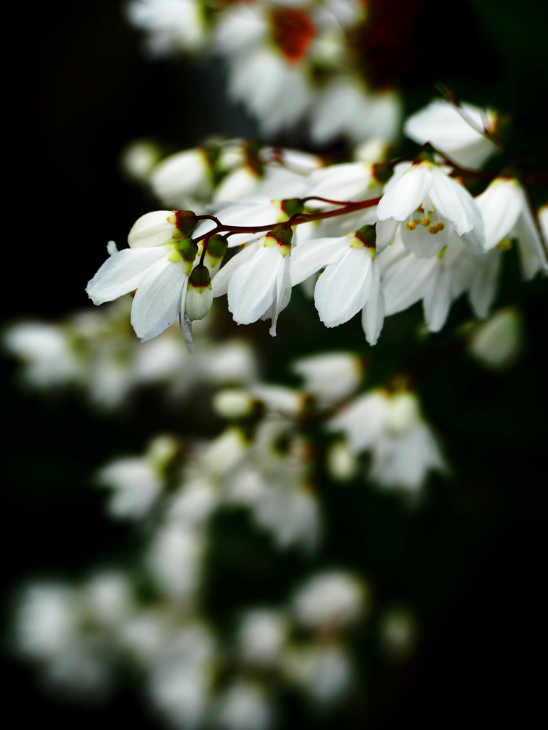 朝の花　P1180853zz