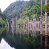 朽ち木の群れ　IMGP0427zz