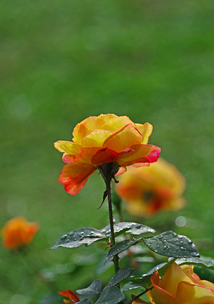 朱赤の薔薇 雨上り　IMG2180zz