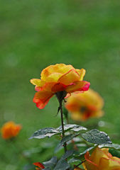 朱赤の薔薇 雨上り　IMG2180zz