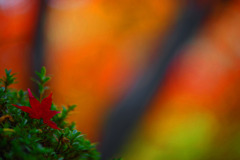 深紅の一葉　IMGP2103zz