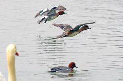 白鳥が見ていた　IMGP4498zz