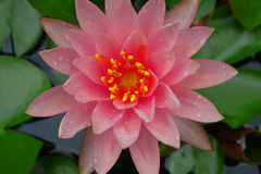 温帯スイレン　P1010415zz