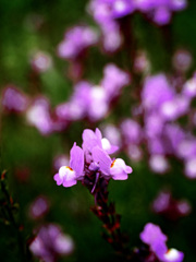 紫の花　P1220269zz