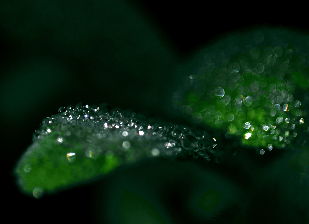 雨の日の楽しみ　IMGP8121z