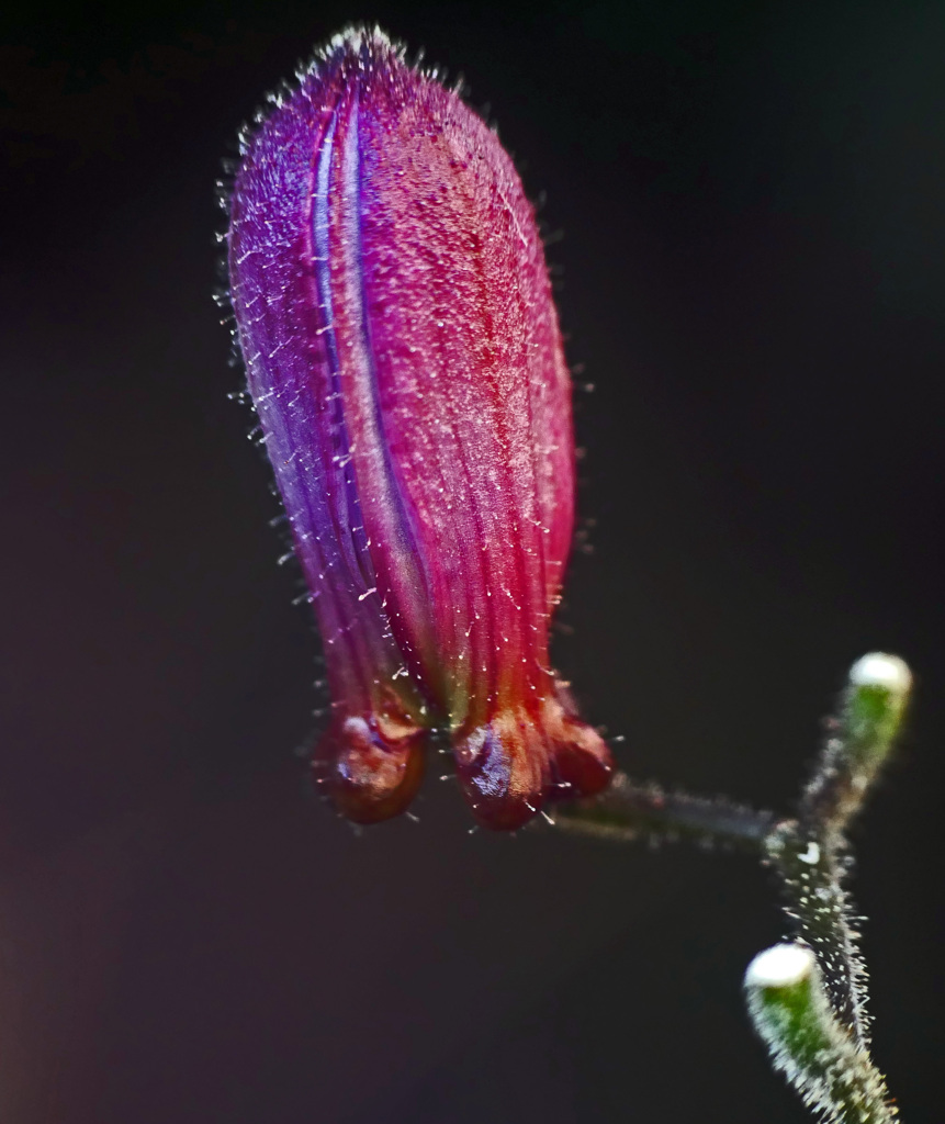 最後の蕾　P1480857zz