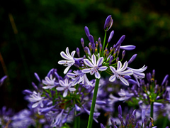 Blue agapanthus　P1570032zz