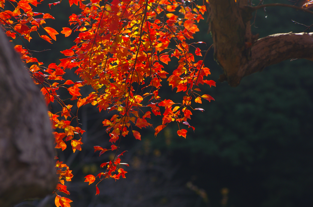 紅葉溪庭園Ⅲ　IMG9170zz