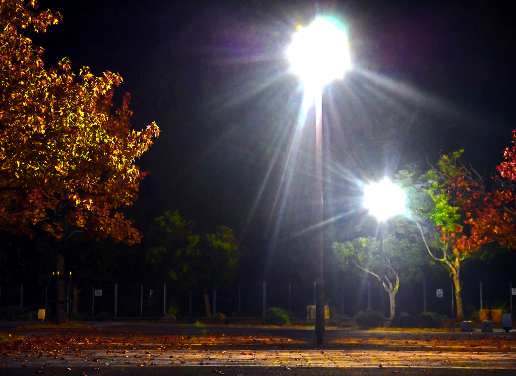 冬の公園　P1480953z