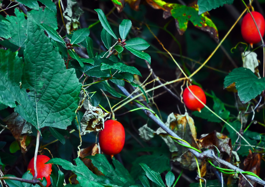 真っ赤な烏瓜　P1790437zz