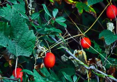 真っ赤な烏瓜　P1790437zz