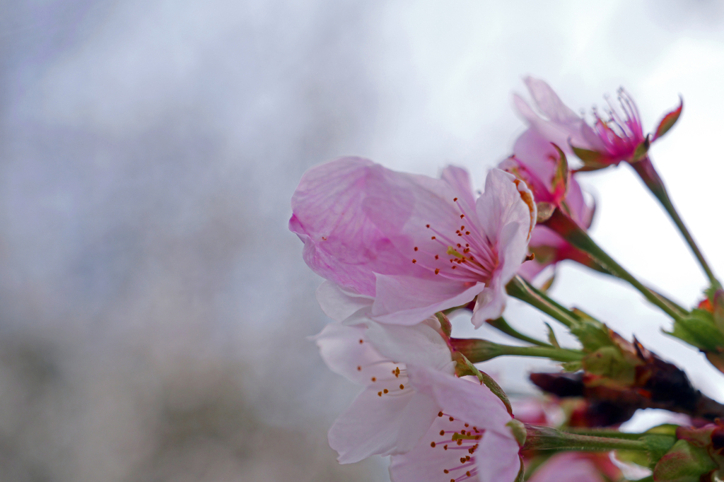 春　霞　P1061624zz