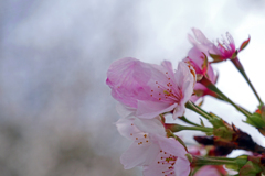 春　霞　P1061624zz