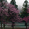 「花の雨」Ⅱ   IMGP2837zz