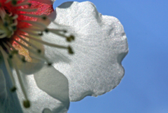 白い花びら　IMGP0054az