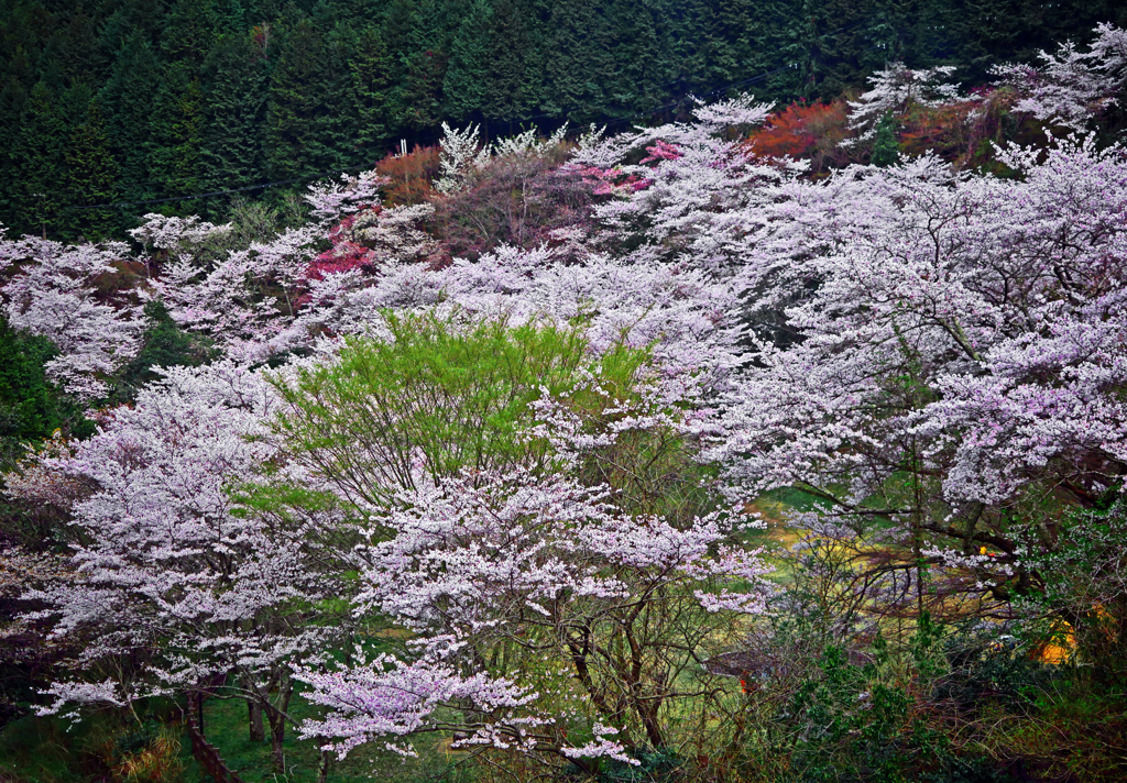 里山の春　P1120537zz