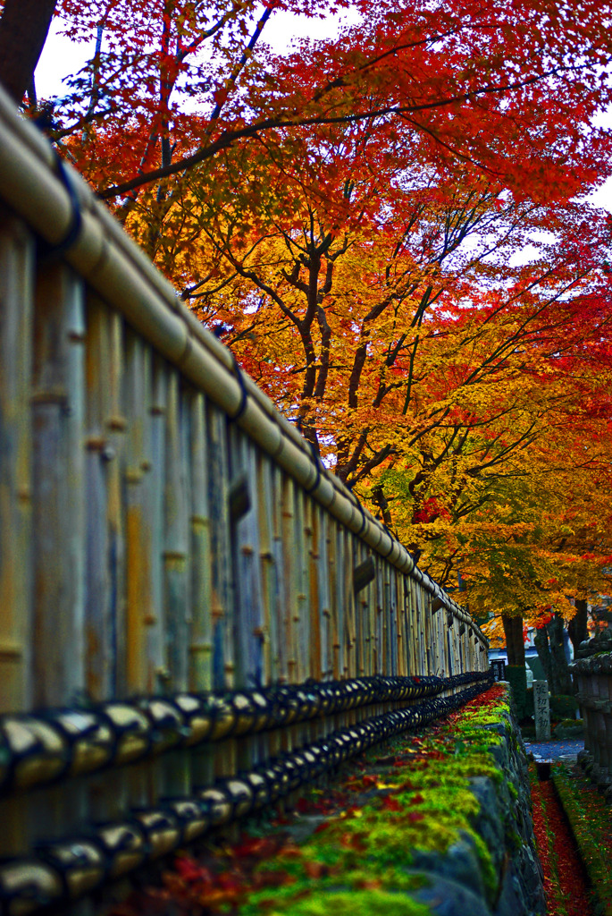 庭紅葉　IMGP3501zz