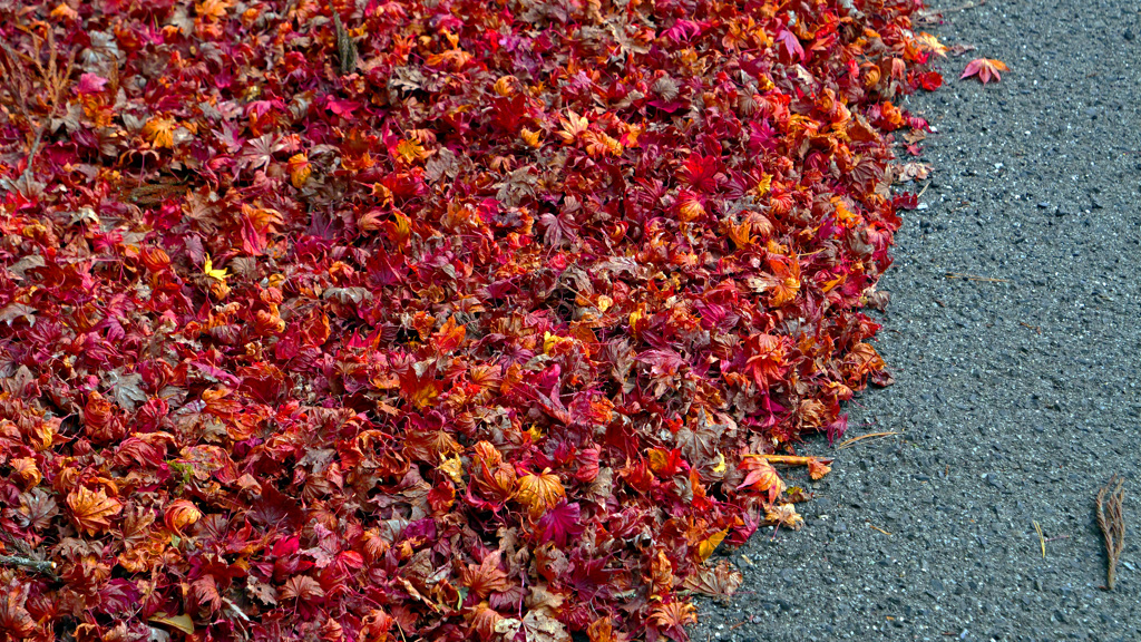 吹き溜まり　P1124912zz