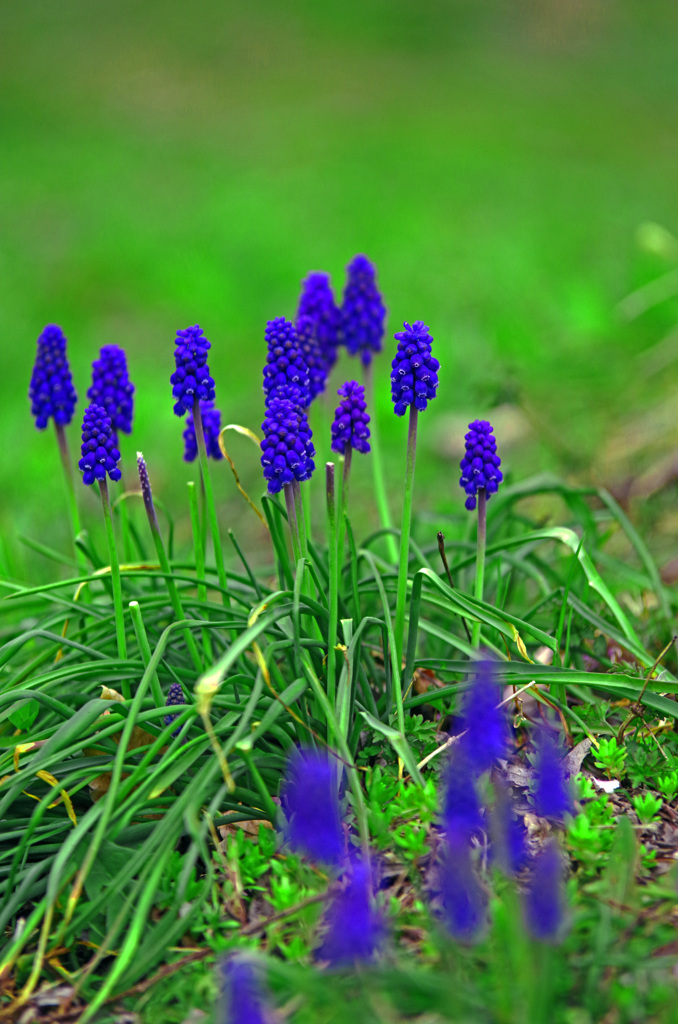 春の野　IMGP2960zz