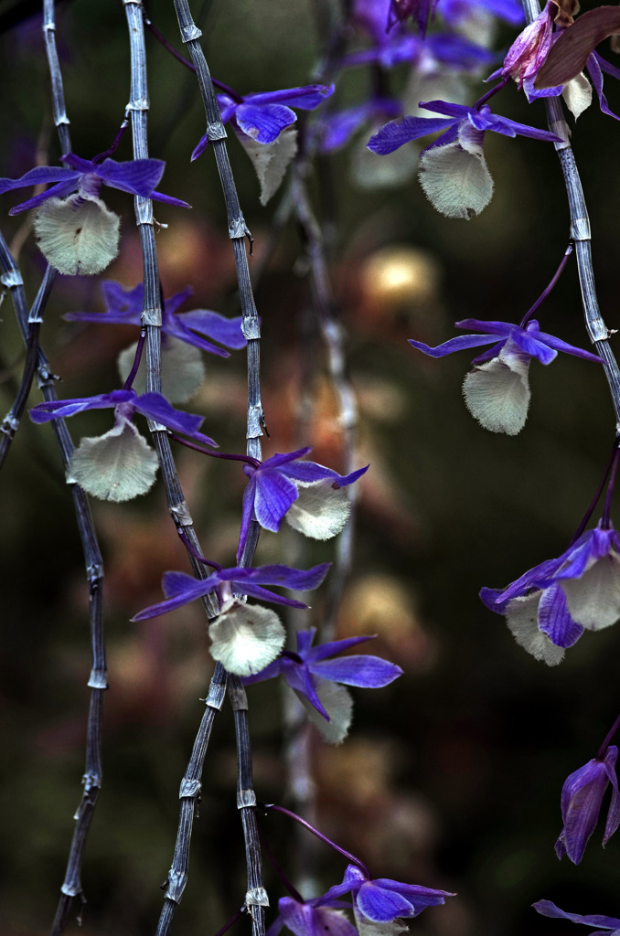 連なる花　IMG8489zz
