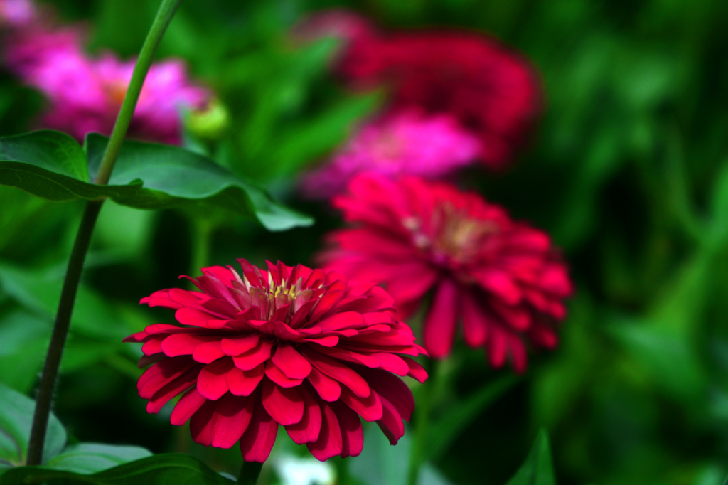 赤いジニア　P1011536zz