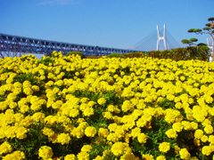 瀬戸大橋と花園　DSC00012zz