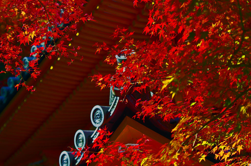 赤い屋根に映える紅葉　_IGP9915zz