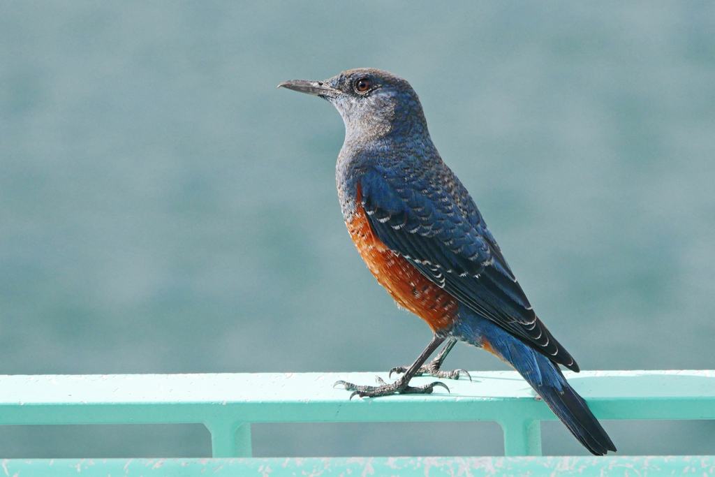 イソヒヨドリ(♂)　P1450575zz