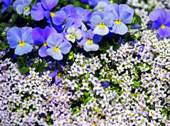 春の温もり　IMGP2483zz