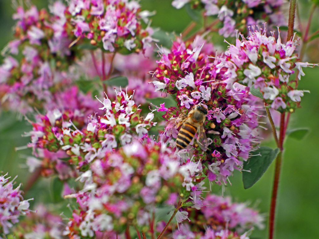 オレガノとミツバチ　P1570561zz