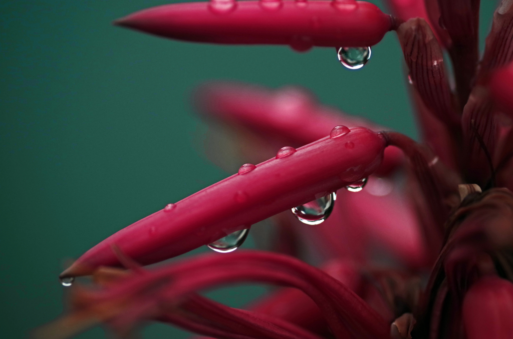 雨粒で飾って　IMGP0512zz