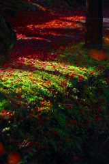 陽の当たる場所　IMGP0848zz