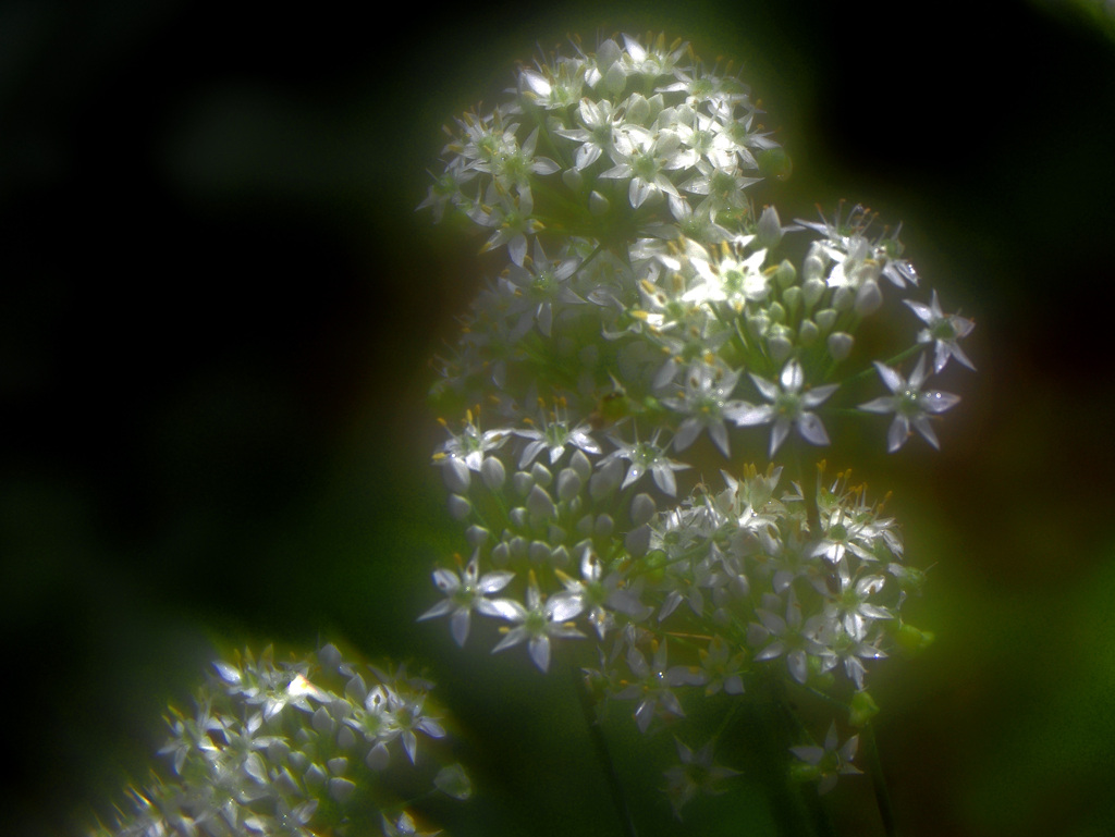 野蒜の花　IMGP6452zz
