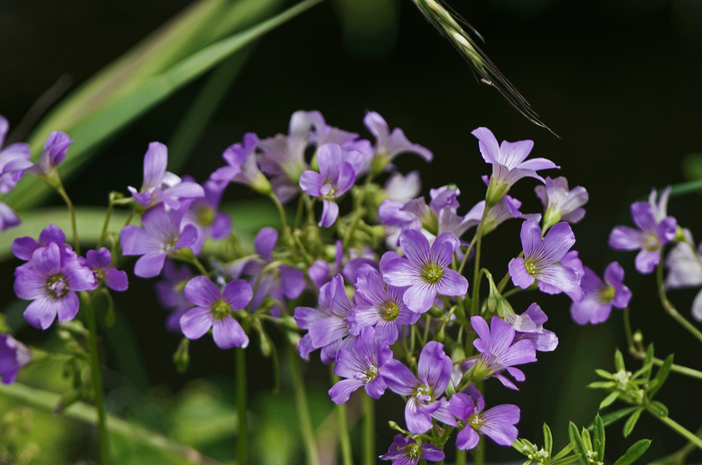 カタバミの花　IMG8294zz
