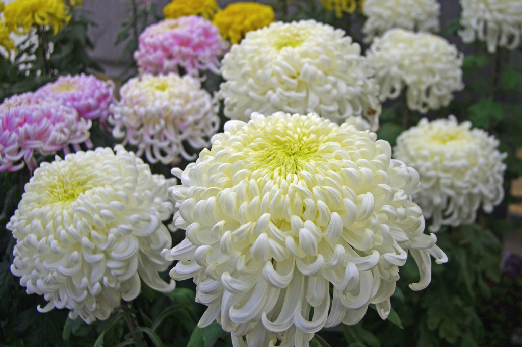 菊花競演　IMG9953zz