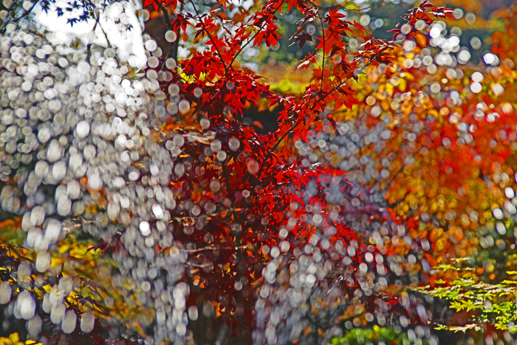 噴水越しの紅葉　IMGP0167zz