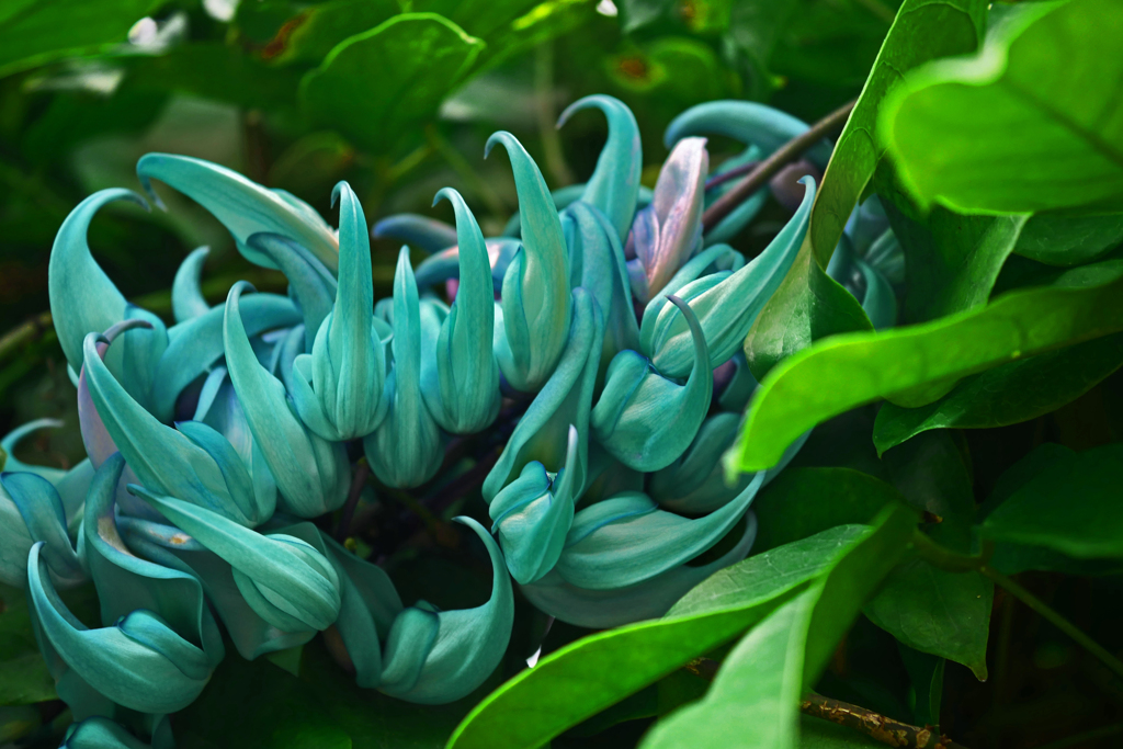 温室にてヒスイカズラ　P1420077zz