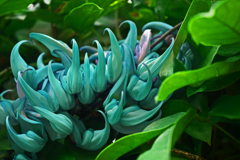 温室にてヒスイカズラ　P1420077zz