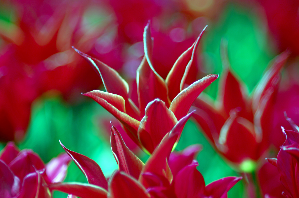 赤いチューリップ　IMGP6217zz