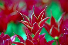 赤いチューリップ　IMGP6217zz