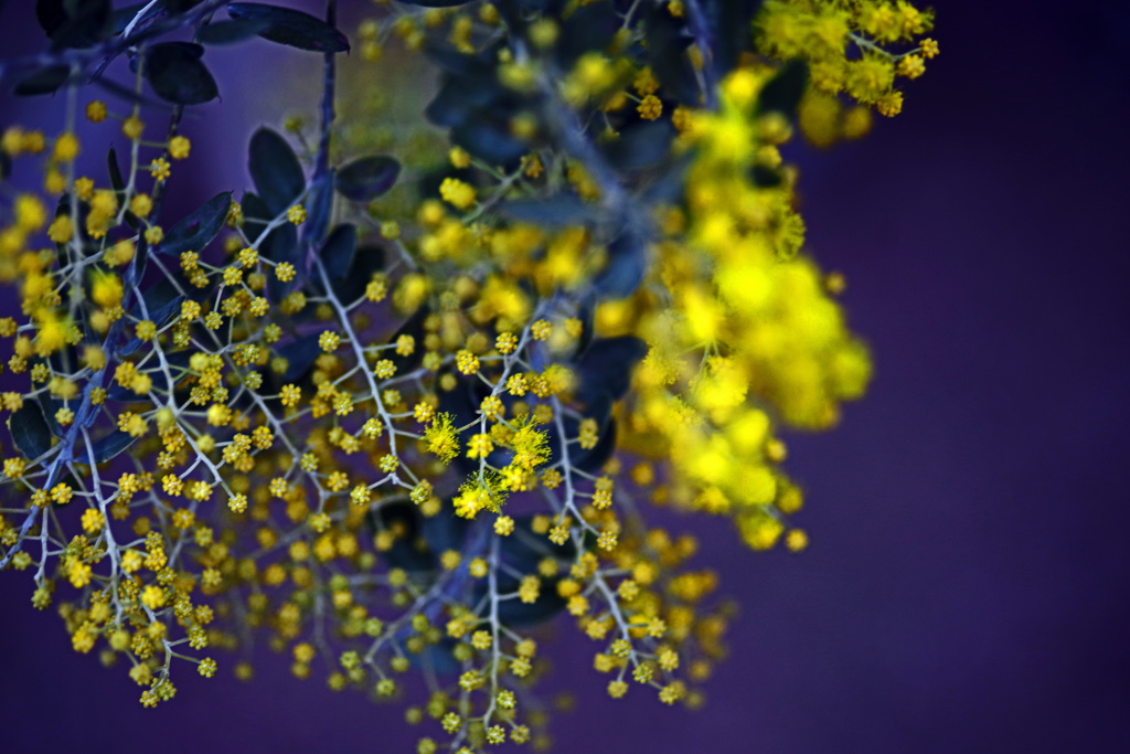 まだまだ蕾　IMGP0446zz