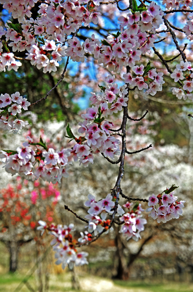 富士見町でのお花見　IMGP4317zz
